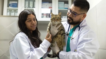 Mascotas mayores: veterinarios advierten sobre las enfermedades más comunes y las claves para prevenirlas. (Foto: Agencia Andina)
