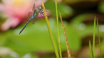 Una libélula azul y verde sujeta a un tallo seco frente a hojas verdes y una flor rosada desenfocada