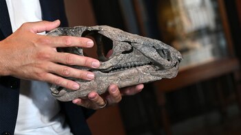 El ejemplar, que tiene más