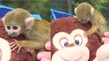 Conoce al ‘Punch’ peruano, el