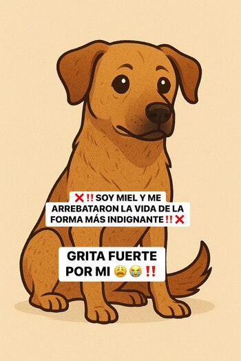 Crédito: Facebook / FAUNA Tepoztlán