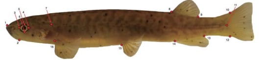 El análisis describió que los peces de ambientes lacustres presentaban pedúnculos caudales más robustos (Crédito: Gentileza, estudio Divergencia débil, pero paralela, entre ejemplares de kōaro (Galaxias brevipinnis) de hábitats adyacentes de lago y arroyo, publicado en Evolutionary Ecology Research)