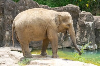 El nacimiento marcará la primera