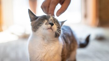 De “Kafka en la orilla”