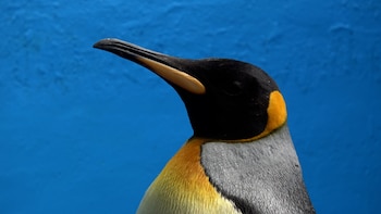 La historia del pingüino rey