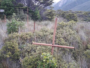 Cruces que asoman entre los