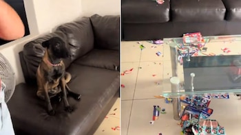 Perrito se vuelve viral al destruir álbum del Mundial 2026 de su dueña: usuarios terminan defendiéndolo