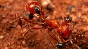 Científicos registran limpieza interespecífica inédita entre hormigas