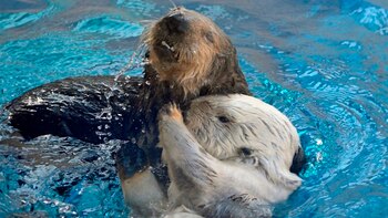 Ollie amaba a Monte y