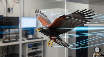 El estudio sobre el vuelo