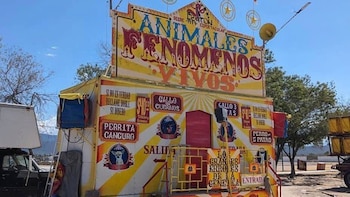 Perros y aves eran exhibidos