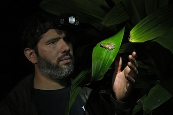 Rana del nacimiento, nueva especie de anfibio descubierta en Costa Rica