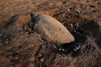 El traslado de huevos a