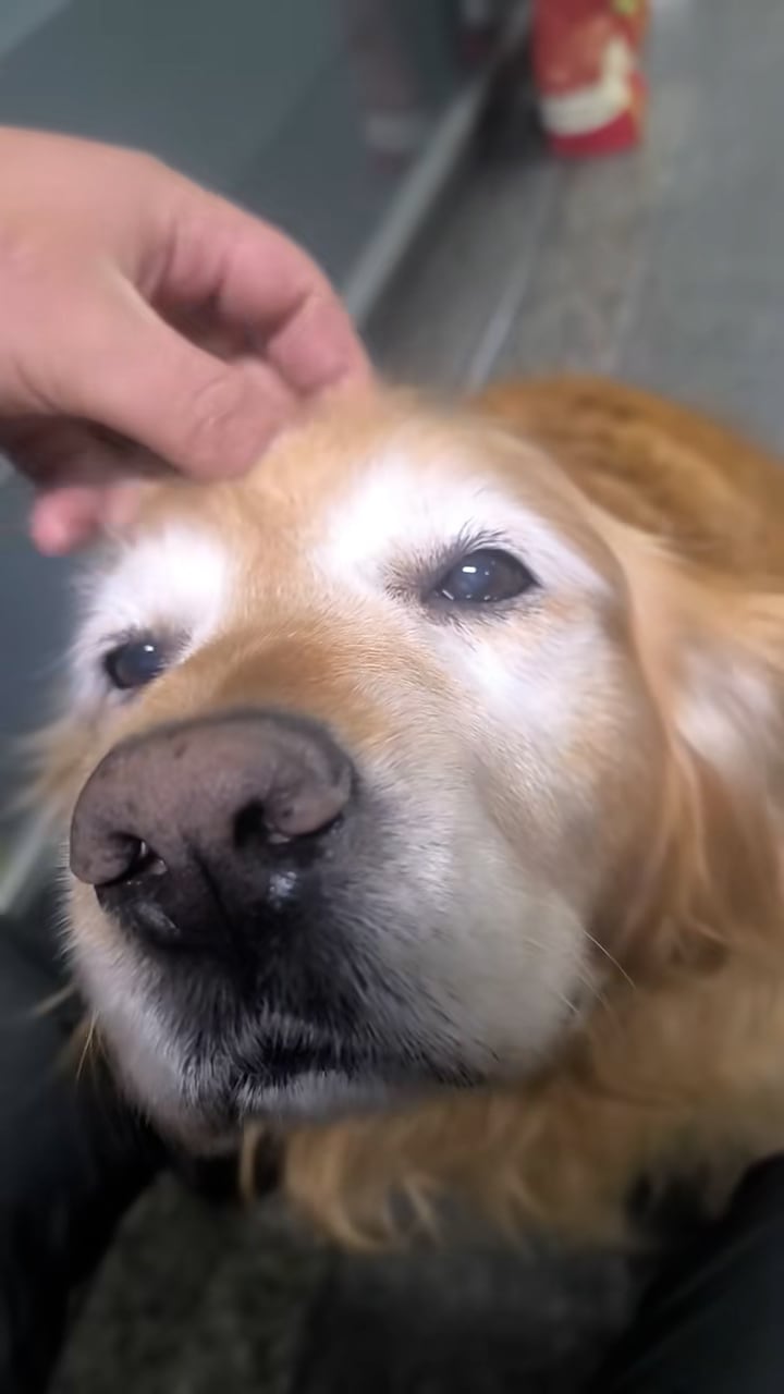 El video del último día laboral de Peki supera las 905 mil reproducciones en TikTok y genera una ola de mensajes de gratitud