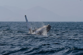 Una ballena jorobada salta fuera del agua frente a la costa de Río de Janeiro, Brasil, el martes 30 de junio de 2026 (Foto AP/Dhavid Normando)
