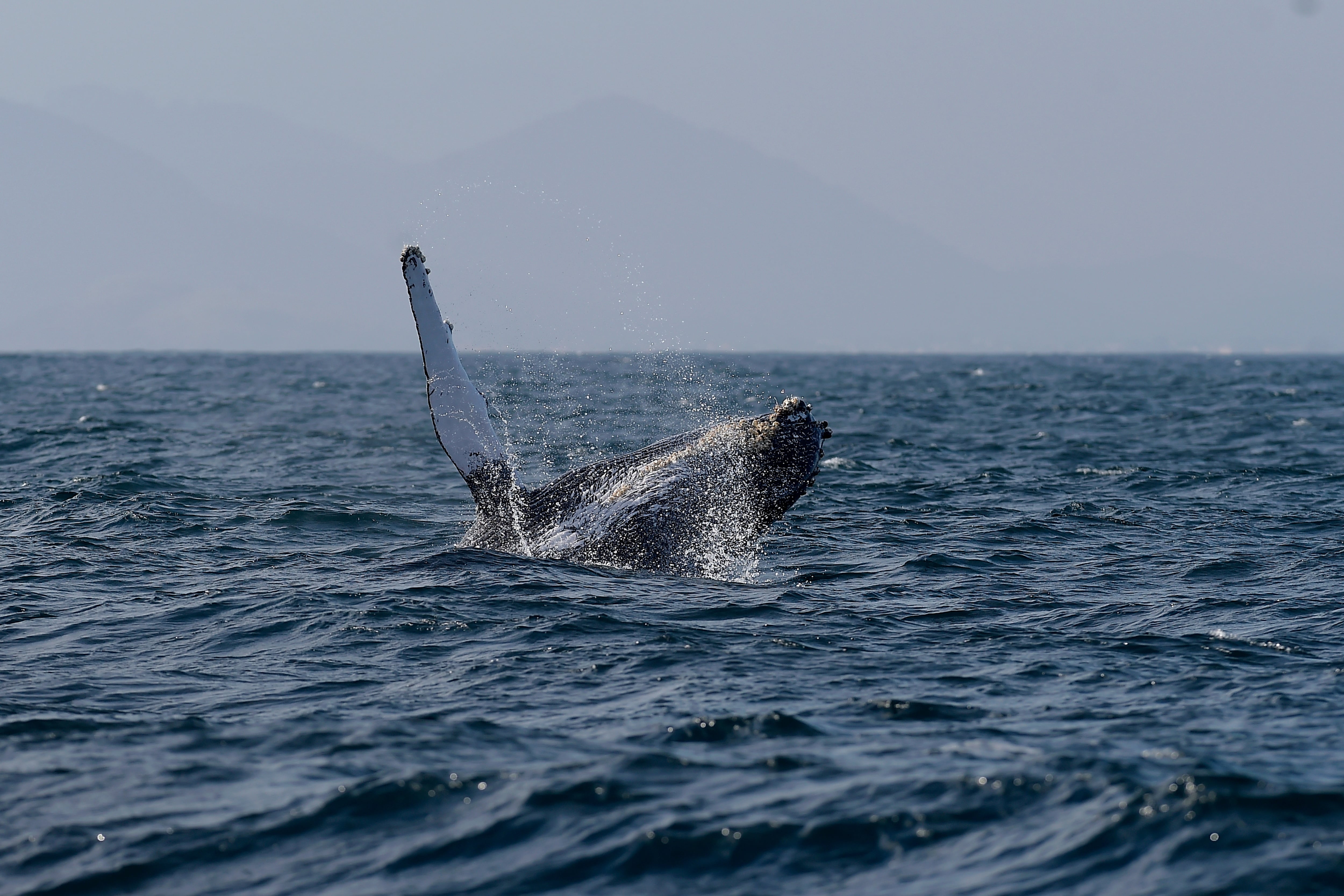 Una ballena jorobada salta fuera del agua frente a la costa de Río de Janeiro, Brasil, el martes 30 de junio de 2026 (Foto AP/Dhavid Normando)