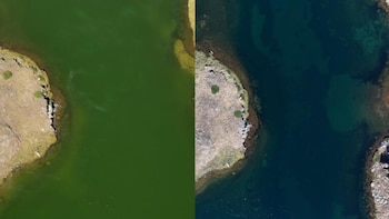 Comparación de la transparencia del agua antes y después de aplicar el ictiocida biodegradable. (Marc Obiols/CEAB-CSIC)