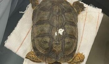 El sujeto dijo que era