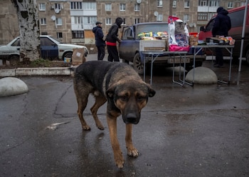 Cuatro millones de perros podrían