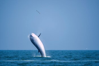 Las ballenas se enfrentan a