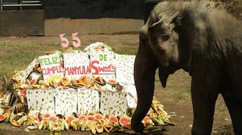 El Salvador despidió a Manyula el 21 de septiembre de 2010, la única elefanta que habitó el Parque Zoológico Nacional durante 55 años./ (elsalvador.com)