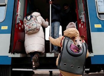 Gatos y perros escapan de