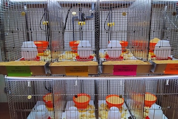 El uso intensivo de antibióticos en la producción animal puede favorecer la resistencia antimicrobiana, uno de los principales desafíos sanitarios a nivel global