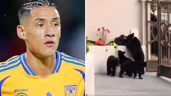 Osos negros irrumpen en la