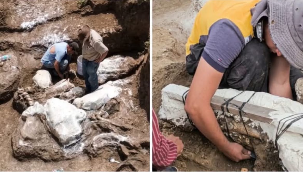 Descubren el fósil de un perezoso gigante en nororiente de Honduras