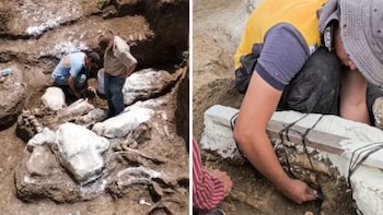 Descubren el fósil de un perezoso gigante en nororiente de Honduras