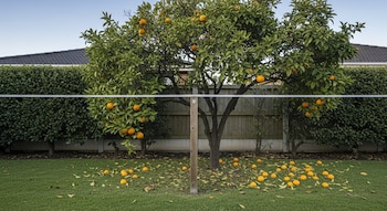 Un naranjo frondoso con naranjas colgando y caídas sobre un césped verde. En el fondo, setos, una cerca de madera y tejados de casas.