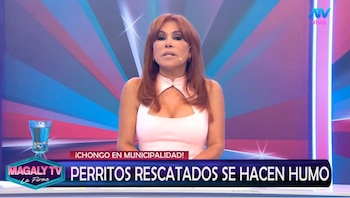 Magaly Medina cuestiona destino de perros rescatados en SJM: “¿Cómo estar seguros que no han caído nuevamente en manos inescrupulosas? Captura: Magaly TV La Firme.