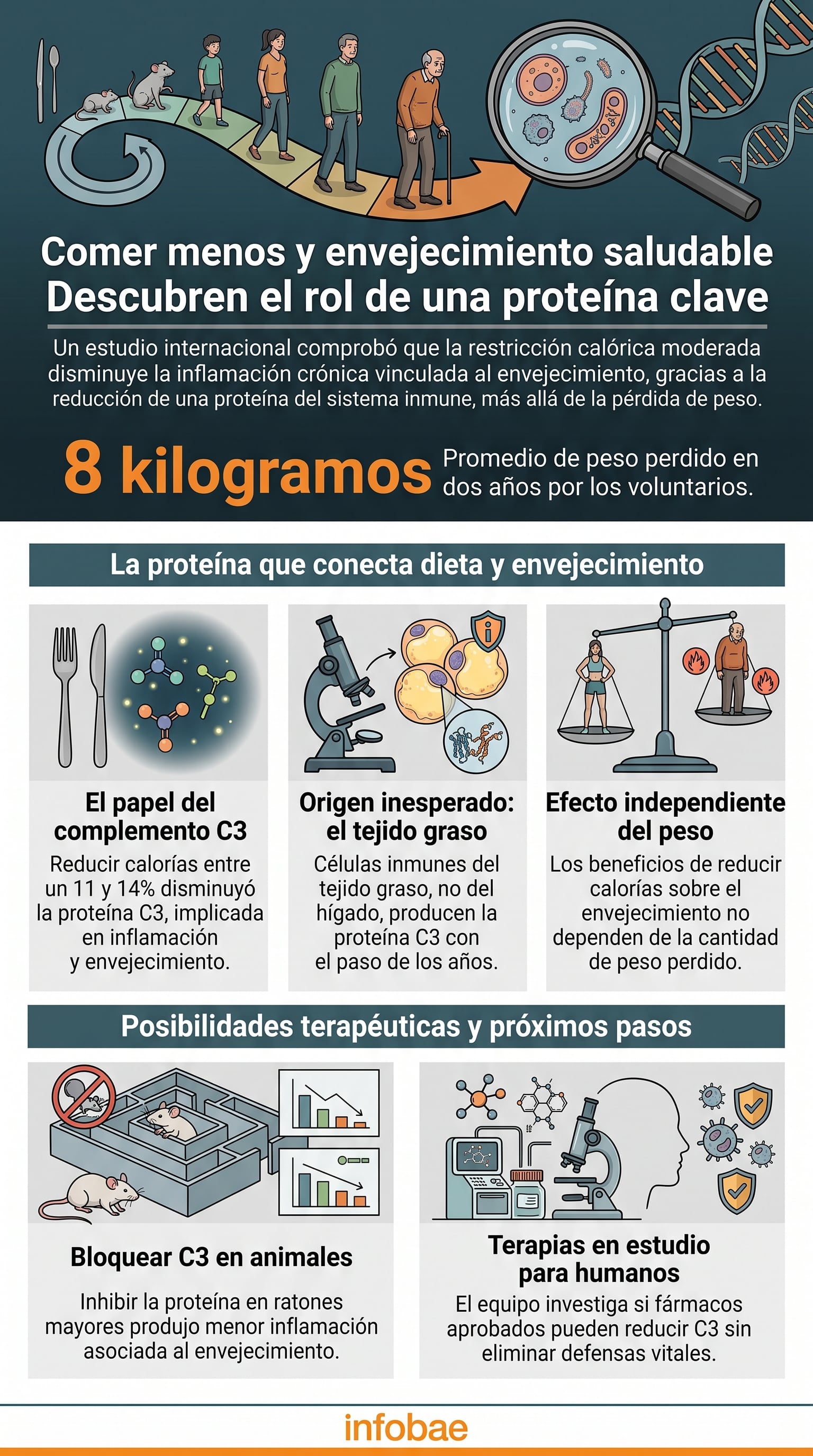 Una infografía detalla los efectos de la restricción calórica sobre la proteína C3 en el envejecimiento, según una investigación de la Universidad de Yale (Imagen Ilustrativa Infobae)