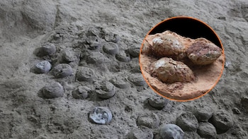 Descubren un yacimiento de anidación de dinosaurios que contiene huevos fosilizados de hace 72 millones de años