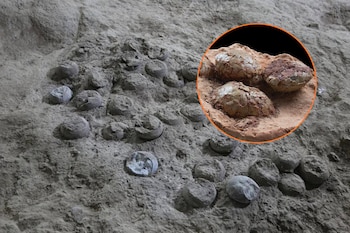 huevos fosilizados de dinosaurio