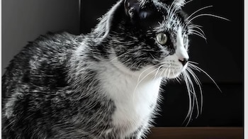 El nombre "salmiak" hace referencia