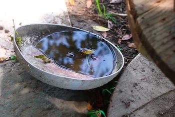 Las campañas de prevención de dengue resaltan la importancia de cambiar el agua de floreros y resguardar recipientes, ya que el vector se reproduce en cualquier entorno con agua estancada. (Cortesía: Poder Noticia)