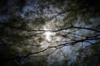 Los algarrobales de Vinalito representan el destino de futuro para esa comunidad de criollos que reforestan para vivir