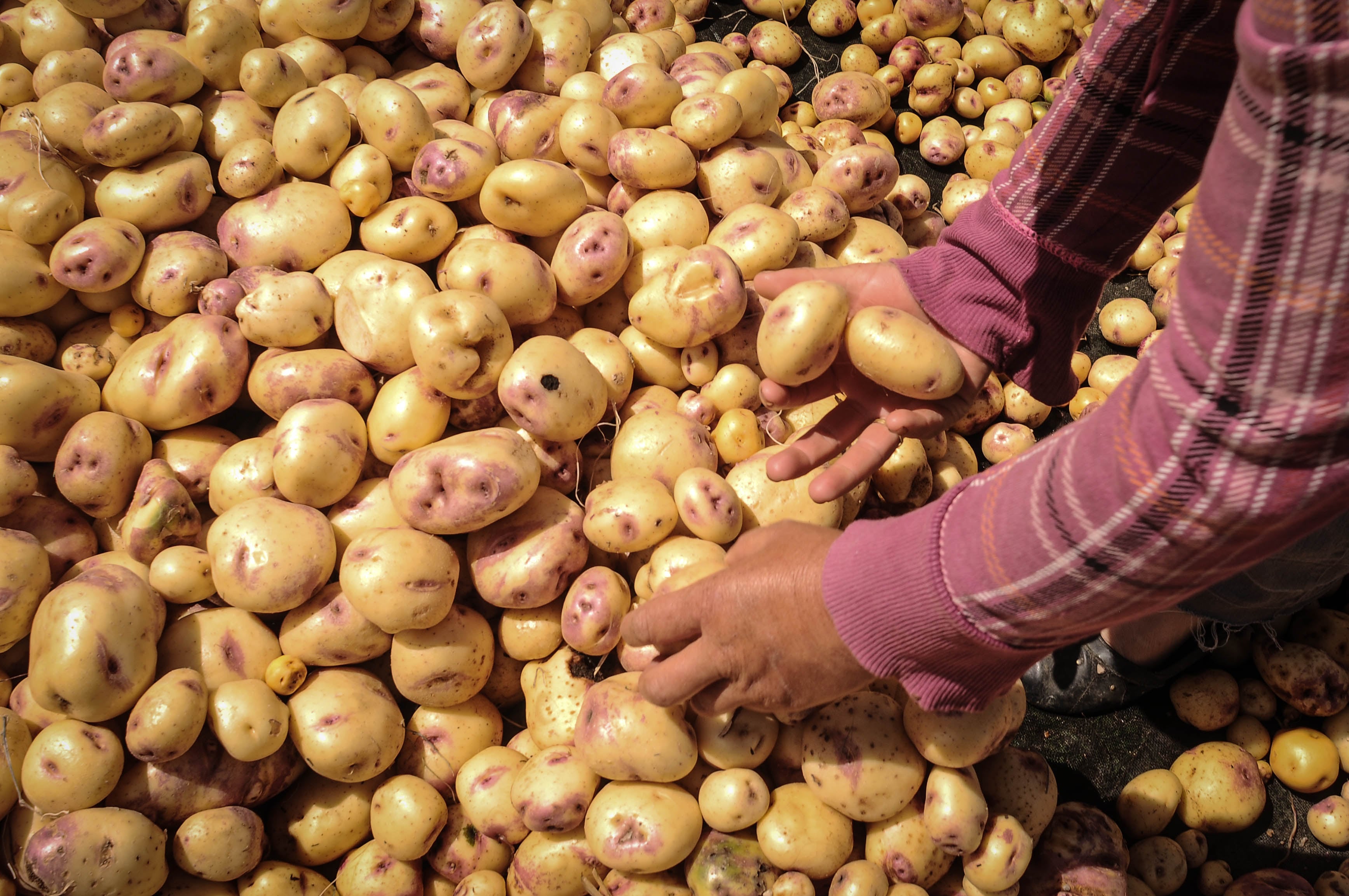 La Plaza Minorista pasó de recibir entre 240 y 260 toneladas diarias a cerca de 120 o 130. Comerciantes advierten menor oferta y problemas de calidad - Cortesía Ministerio de Agricultura