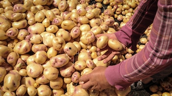 Llegada de papa a Medellín cae cerca de 40 % y precios empiezan a sentir efectos de El Niño