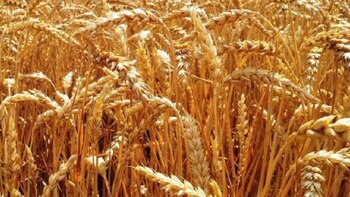 Trigo: destacan la buena calidad