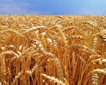 Un informe de la Bolsa