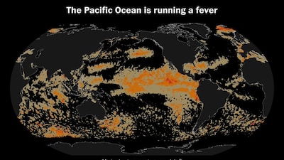 Fiebre oceánica: el Pacífico alcanza temperaturas récord y pone en alerta a científicos
