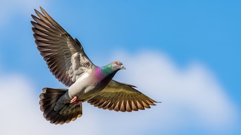 Descubren cómo las palomas detectan el campo magnético de la Tierra para orientarse