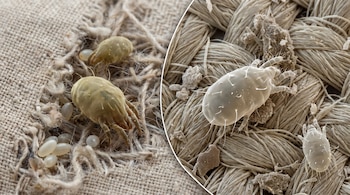 La imagen dividida muestra ácaros del polvo y sus huevos sobre fibras de tela. Una sección presenta ácaros de color crema y huevos; la otra, ácaros blancos sobre hilos.