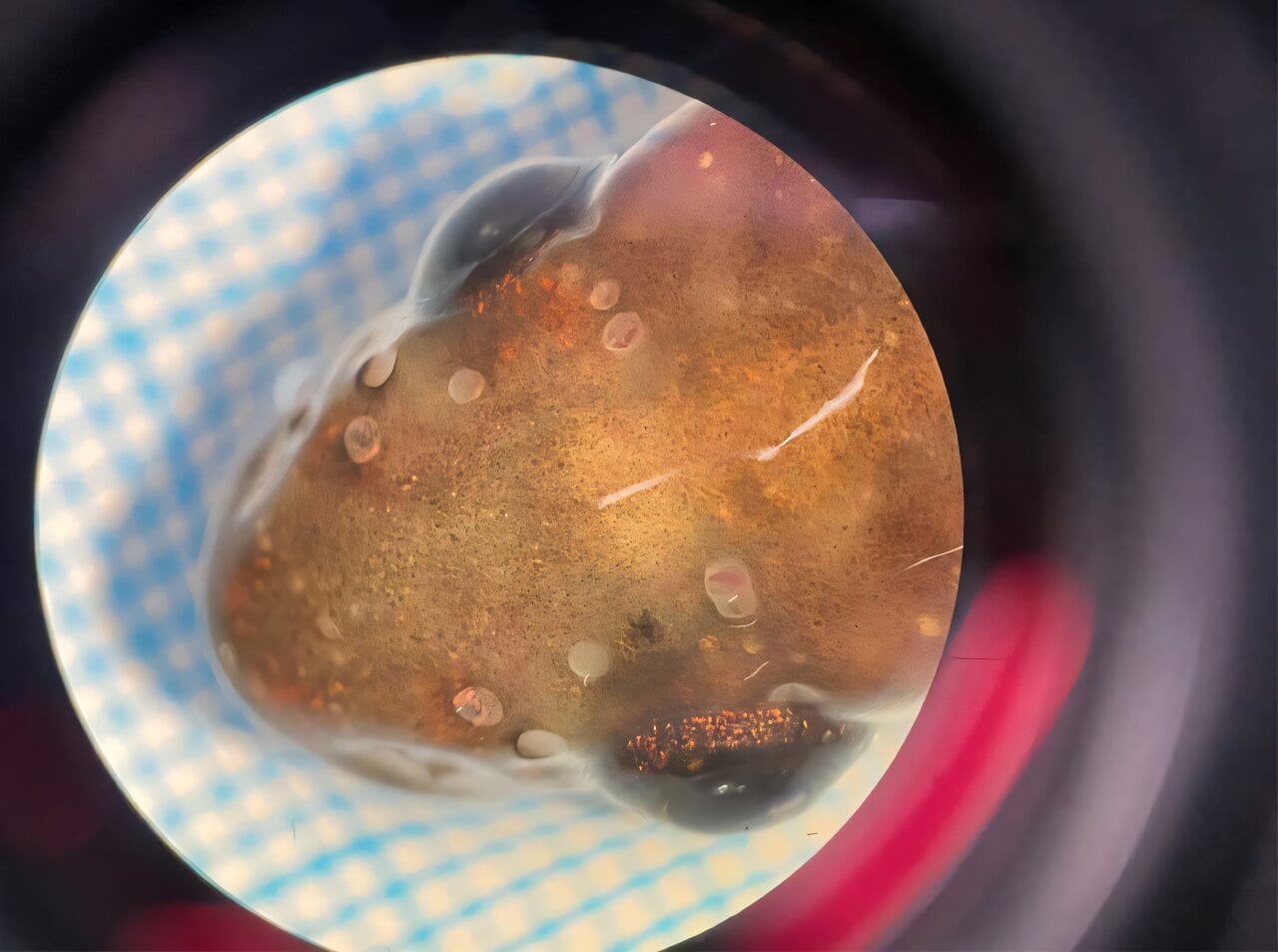 El equipo de Roe Stuart instaló trampas a distintas profundidades con 2 kilómetros de cuerda y encontró peces en todas al revisar el material (Universidad de Otago)