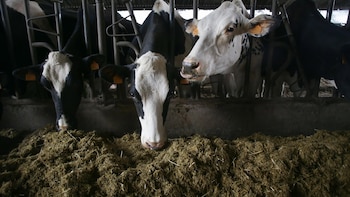 China impone aranceles provisionales de