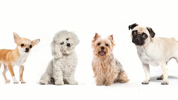 Cuáles son las mejores razas