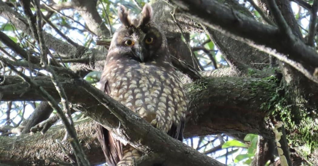 La cámara trampa capta el primer apareamiento registrado del búho negruzco en la capital - crédito Secretaría Distrital de Ambiente