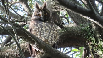 Histórico registro en Bogotá: captan por primera vez el apareamiento del búho negruzco en un humedal